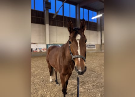 Caballo de salto Oldenburgo, Yegua, 4 años, 164 cm, Castaño