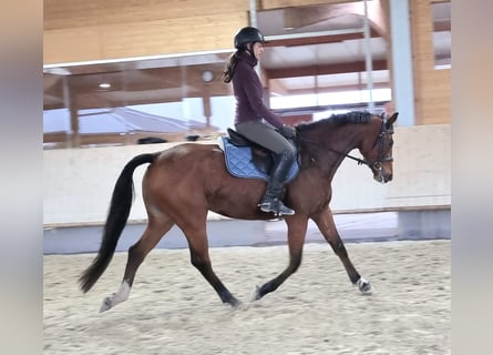 Caballo de salto Oldenburgo, Yegua, 4 años, 165 cm, Castaño