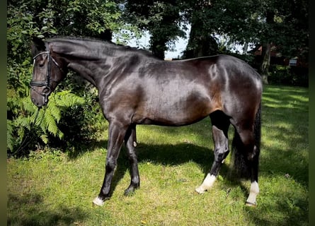 Caballo de salto Oldenburgo, Yegua, 4 años, 166 cm, Negro