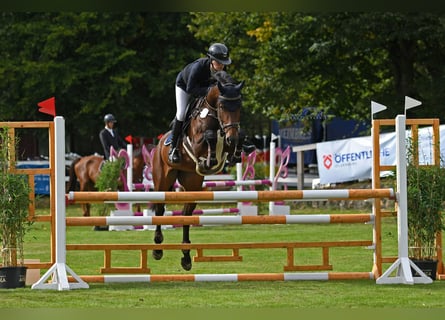 Caballo de salto Oldenburgo, Yegua, 4 años, 167 cm, Castaño