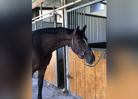 Caballo de salto Oldenburgo, Yegua, 4 años, 167 cm, Castaño