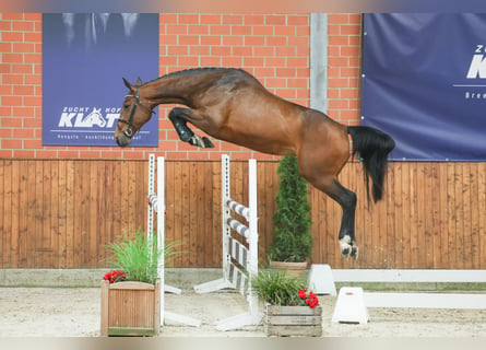 Caballo de salto Oldenburgo, Yegua, 4 años, 167 cm, Castaño