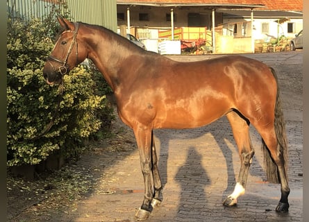 Caballo de salto Oldenburgo, Yegua, 4 años, 168 cm, Castaño