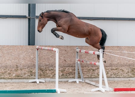 Caballo de salto Oldenburgo, Yegua, 4 años, 168 cm, Castaño rojizo