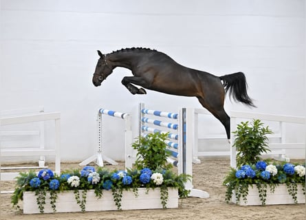 Caballo de salto Oldenburgo, Yegua, 4 años, 168 cm, Morcillo