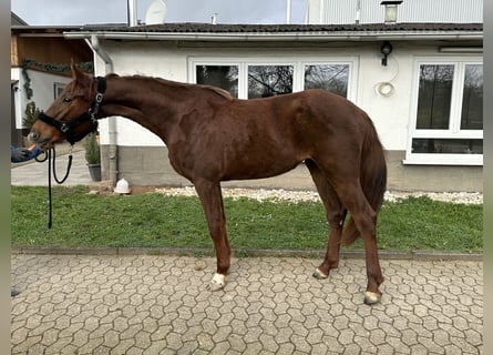 Caballo de salto Oldenburgo, Yegua, 4 años, 170 cm, Alazán-tostado