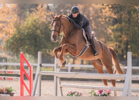 Caballo de salto Oldenburgo, Yegua, 4 años, 170 cm, Alazán-tostado