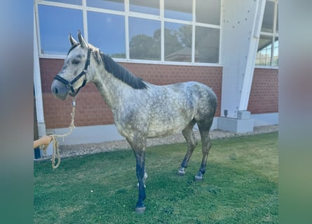 Caballo de salto Oldenburgo, Yegua, 4 años, Tordo