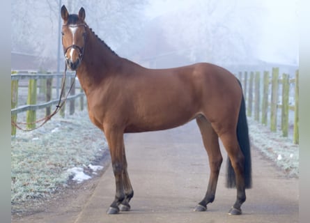 Caballo de salto Oldenburgo, Yegua, 5 años, 160 cm, Castaño