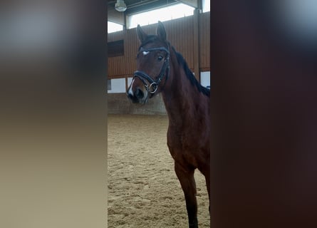 Caballo de salto Oldenburgo, Yegua, 5 años, 160 cm, Castaño oscuro