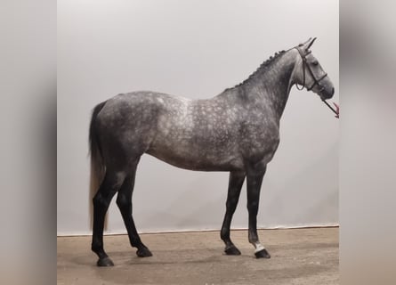 Caballo de salto Oldenburgo, Yegua, 5 años, 161 cm, Tordo