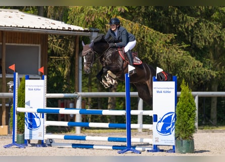 Caballo de salto Oldenburgo, Yegua, 5 años, 163 cm, Morcillo