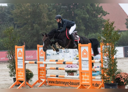 Caballo de salto Oldenburgo, Yegua, 5 años, 163 cm, Morcillo