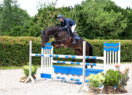 Caballo de salto Oldenburgo, Yegua, 5 años, 164 cm, Morcillo