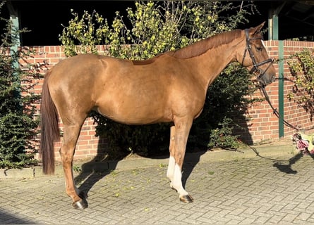 Caballo de salto Oldenburgo, Yegua, 5 años, 165 cm, Alazán