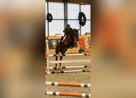 Caballo de salto Oldenburgo, Yegua, 5 años, 166 cm, Castaño