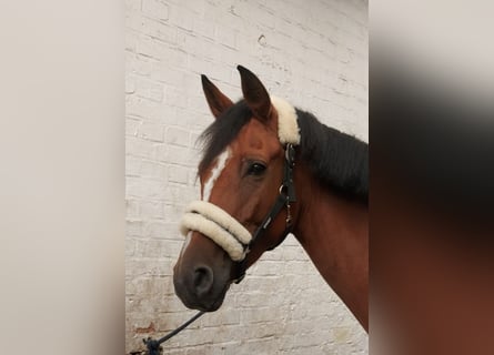 Caballo de salto Oldenburgo, Yegua, 5 años, 167 cm, Castaño