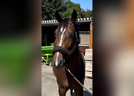 Caballo de salto Oldenburgo, Yegua, 5 años, 167 cm, Castaño