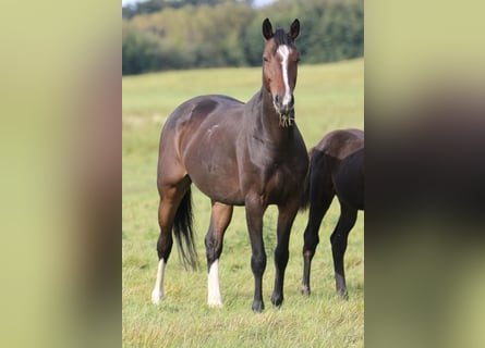 Caballo de salto Oldenburgo, Yegua, 5 años, 168 cm, Castaño