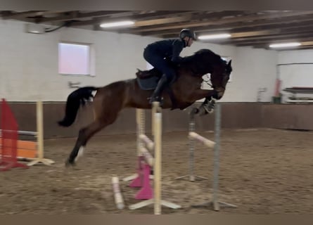Caballo de salto Oldenburgo, Yegua, 5 años, 168 cm, Castaño oscuro