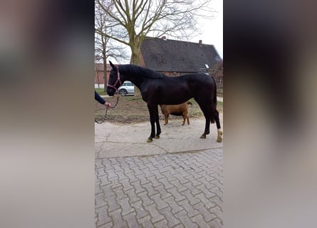 Caballo de salto Oldenburgo, Yegua, 5 años, 168 cm, Negro