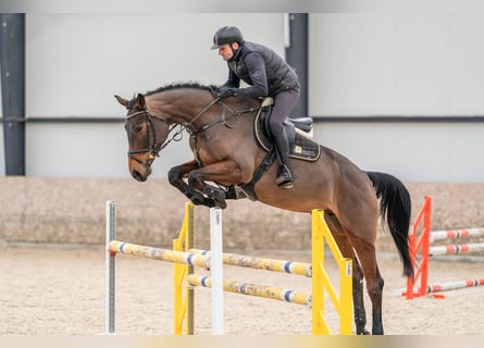 Caballo de salto Oldenburgo, Yegua, 5 años, 179 cm, Castaño rojizo