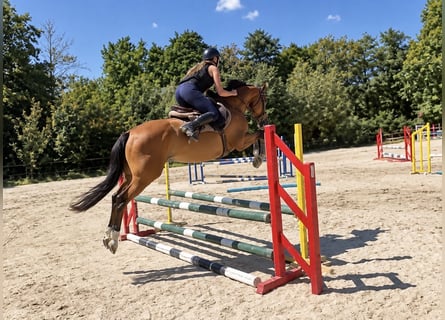 Caballo de salto Oldenburgo, Yegua, 6 años, 158 cm, Alazán