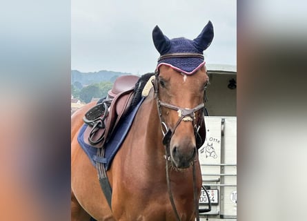 Caballo de salto Oldenburgo, Yegua, 6 años, 164 cm, Castaño