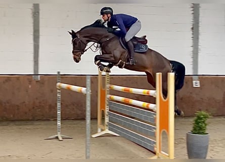 Caballo de salto Oldenburgo, Yegua, 6 años, 167 cm, Castaño oscuro