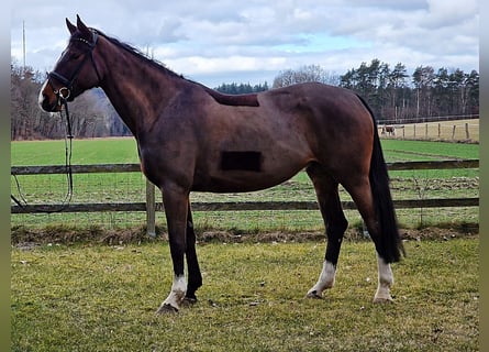 Caballo de salto Oldenburgo, Yegua, 6 años, 168 cm, Castaño