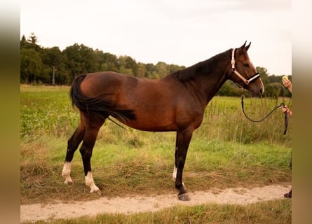 Caballo de salto Oldenburgo, Yegua, 6 años, 168 cm, Castaño