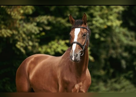 Caballo de salto Oldenburgo, Yegua, 6 años, 168 cm, Castaño