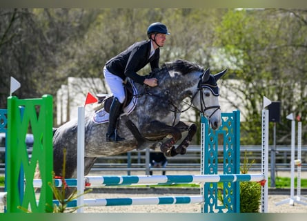 Caballo de salto Oldenburgo, Yegua, 6 años, 169 cm, Tordo