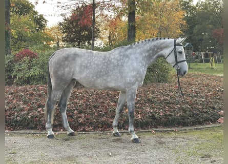 Caballo de salto Oldenburgo, Yegua, 6 años, 170 cm, Tordo