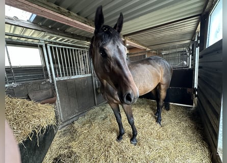 Caballo de salto Oldenburgo, Yegua, 6 años, 172 cm, Castaño