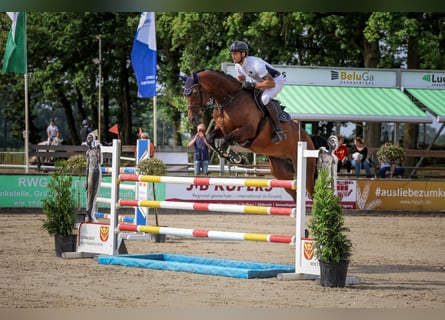 Caballo de salto Oldenburgo, Yegua, 6 años, 173 cm, Castaño