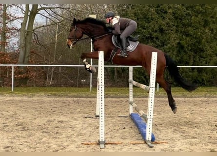 Caballo de salto Oldenburgo, Yegua, 6 años, 179 cm, Castaño