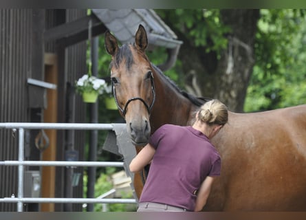 Caballo de salto Oldenburgo, Yegua, 7 años, 165 cm, Castaño