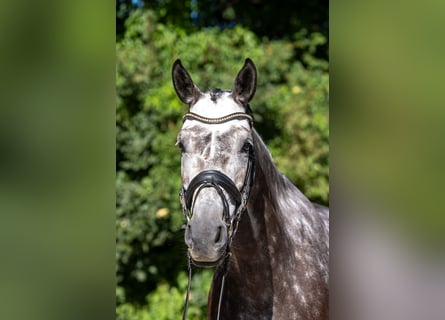 Caballo de salto Oldenburgo, Yegua, 7 años, 167 cm, Tordo rodado