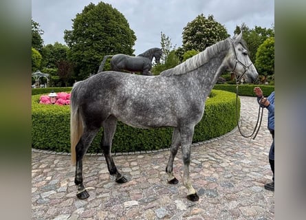 Caballo de salto Oldenburgo, Yegua, 7 años, 170 cm, Tordo
