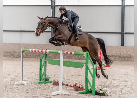 Caballo de salto Oldenburgo, Yegua, 7 años, 175 cm, Castaño rojizo