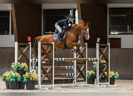 Caballo de salto Oldenburgo, Yegua, 7 años, 178 cm, Alazán