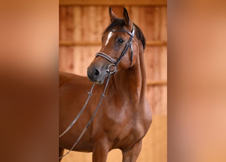 Caballo de salto Oldenburgo, Yegua, 8 años, 162 cm, Castaño