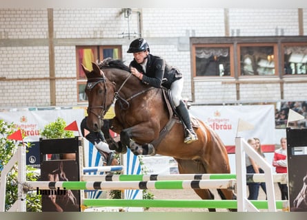 Caballo de salto Oldenburgo, Yegua, 8 años, 167 cm, Castaño