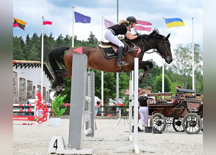 Caballo de salto Oldenburgo, Yegua, 8 años, 167 cm, Castaño oscuro