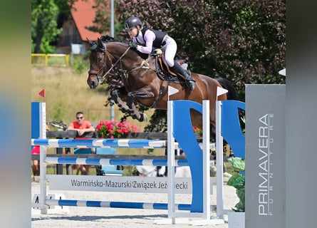 Caballo de salto Oldenburgo, Yegua, 8 años, 167 cm, Castaño oscuro