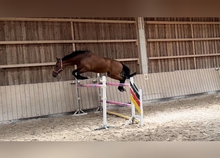 Caballo de salto Oldenburgo, Yegua, 8 años, 170 cm, Castaño