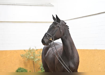 Caballo de salto Oldenburgo, Yegua, 8 años, 175 cm, Negro