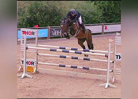 Caballo de salto Oldenburgo, Yegua, 8 años, 178 cm, Castaño oscuro