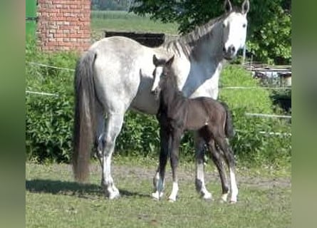 Caballo de salto Oldenburgo, Yegua, 9 años, 163 cm, Tordo